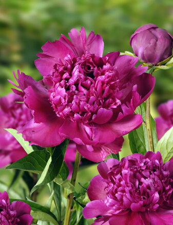 Paeonia lactiflora Pivonka Big  Ben  