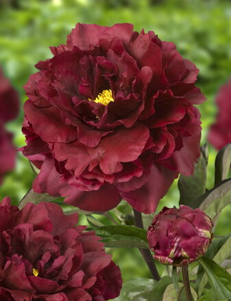 Paeonia lactiflora Pivonka Black Beauty    