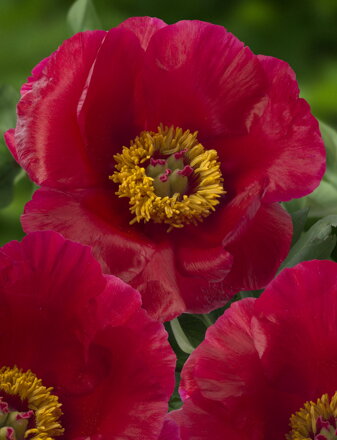 Paeonia hybrid Pivonka Blaze 