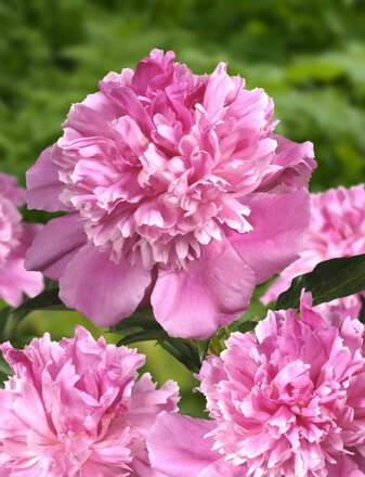 Paeonia lactiflora Pivonka Bouquet Perfect 