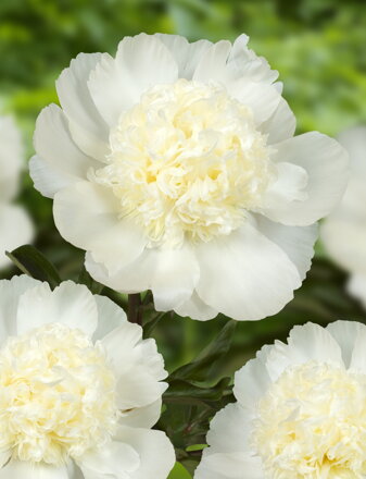 Paeonia lactiflora Pivonka Charles White    