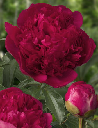 Paeonia lactiflora Pivonka Command Performance 