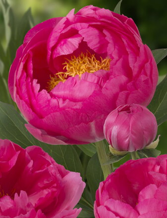 Paeonia lactiflora Pivonka Cytherea  