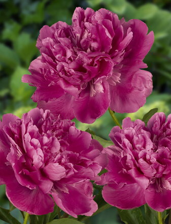 Paeonia lactiflora Pivonka Edulis Superba