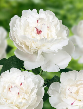 Paeonia lactiflora Pivonka Festiva Maxima