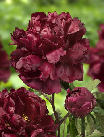 Paeonia lactiflora Pivonka Francoise Ortegat 