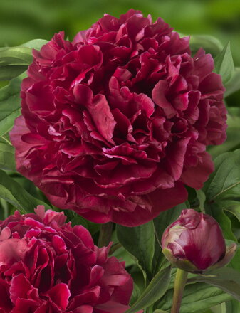 Paeonia lactiflora Pivonka Highlight 