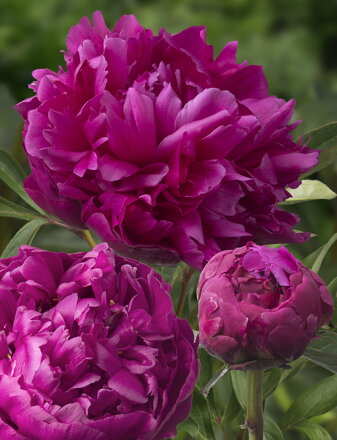 Paeonia lactiflora Pivonka Inspecteur Lavergne  