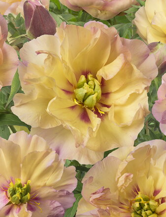 Paeonia Pivonka itoh Canary Brilliants 