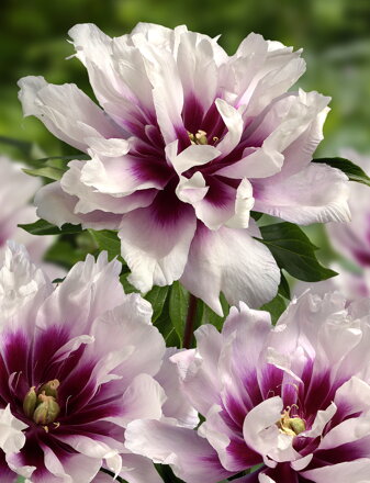 Paeonia Pivonka itoh Cora Louise