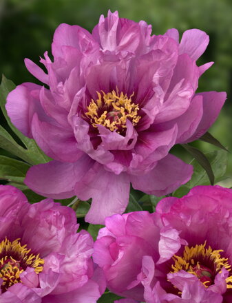 Paeonia Pivonka itoh  First Arrival 