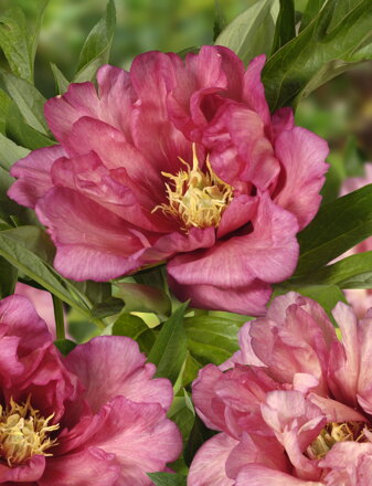 Paeonia Pivonka itoh Hillary  