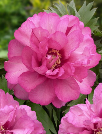 Paeonia Pivonka itoh Julia Rose  