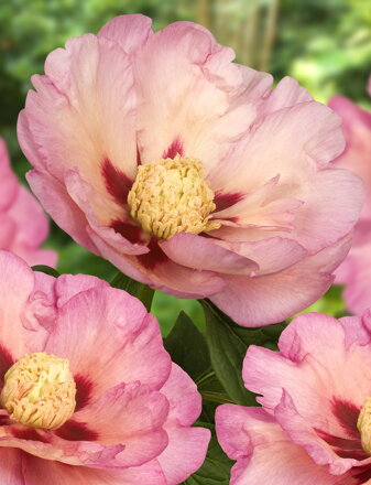 Paeonia Pivonka itoh  Pastel Splendor