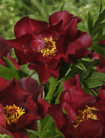 Paeonia Pivonka itoh  Scarlet Heaven 