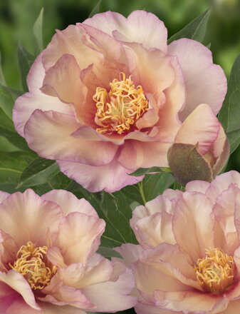 Paeonia Pivonka itoh Scrumdidleumptious  