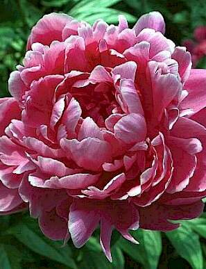 Paeonia lactiflora Pivonka Jadwiga   