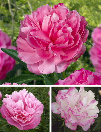 Paeonia lactiflora Pivonka  Joker    