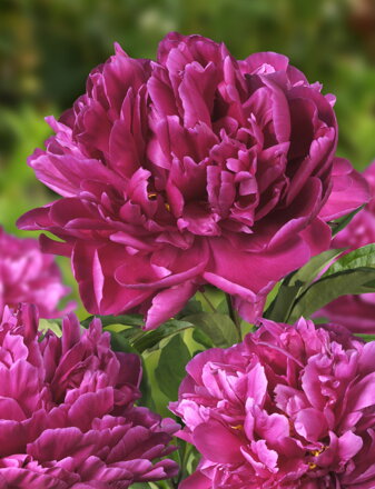 Paeonia lactiflora Pivonka Karl Rosenfeld