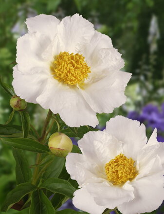 Paeonia lactiflora Pivonka Krinkled White   