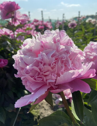 Paeonia lactiflora Pivonka  Lady Anna  