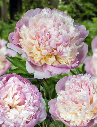 Paeonia lactiflora Pivonka Mme. Calot 