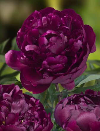 Paeonia lactiflora Pivonka Peter Brand 