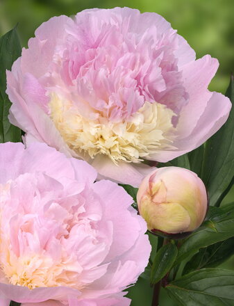 Paeonia lactiflora Pivonka  Petticoat Flounce  