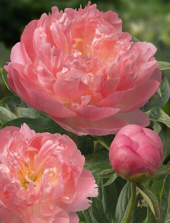 Paeonia hybrid Pivonka Pink Hawaiian Coral 