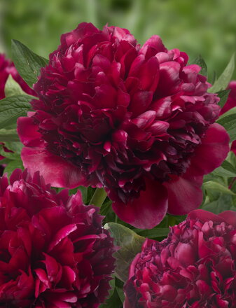 Paeonia lactiflora Pivonka Red Grace