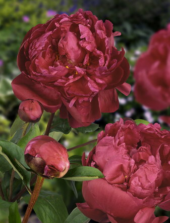 Paeonia lactiflora Pivonka Red Sarah Bernhardt ( Fiona )