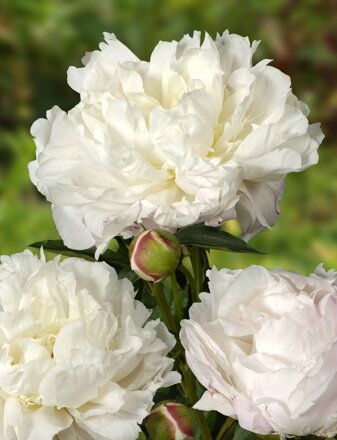 Paeonia lactiflora Pivonka Shirley Temple