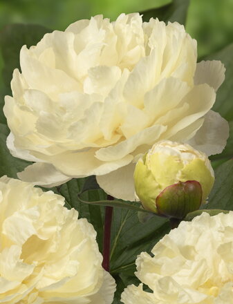 Paeonia lactiflora Pivonka Sunny  Girl 