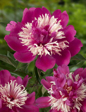 Paeonia lactiflora Pivonka  Top  Hat  