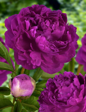 Paeonia lactiflora Pivonka  Victoire de la Marne 