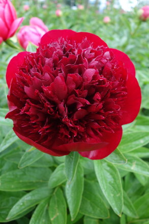 Paeonia lactiflora Pivonka  Red Charm 