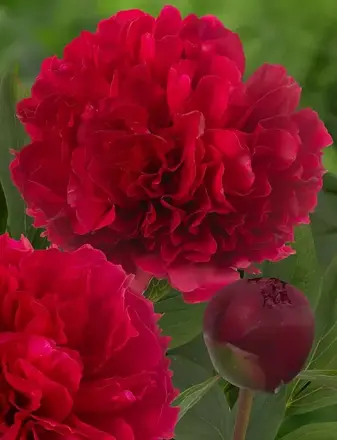 Paeonia hybrid Pivonka Delaware Chief