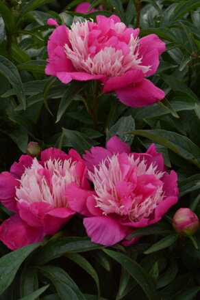 Paeonia lactiflora Pivonka Fantastic