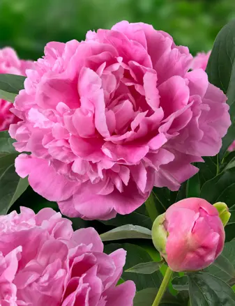 Paeonia lactiflora Pivonka Jacorma 