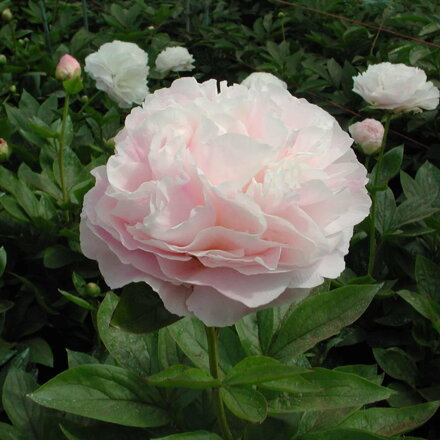 Paeonia lactiflora Pivonka Mothers Choice