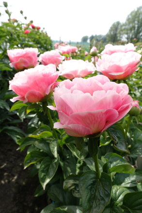 Paeonia lactiflora Pivonka  Salmon Chiffon 