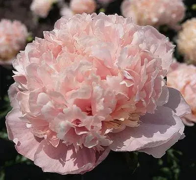 Paeonia lactiflora Pivonka  Sweet Sixteen