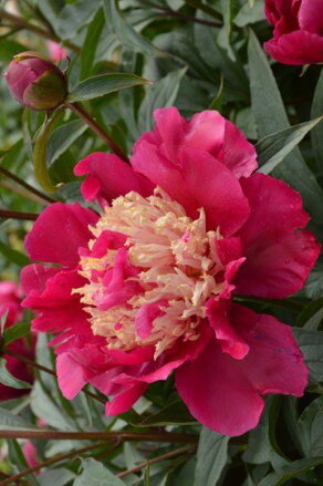 Paeonia lactiflora Pivonka Tom Cat