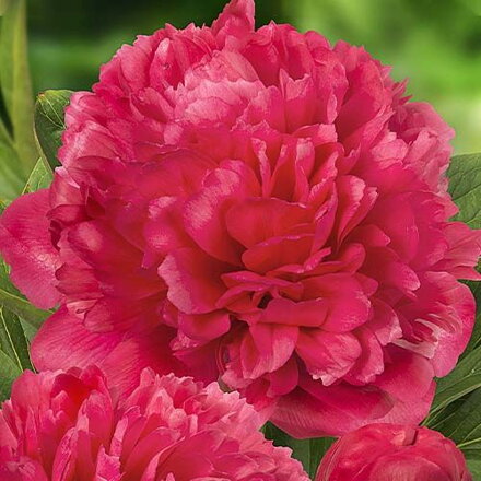 Paeonia hybrid Pivonka   Lorelei