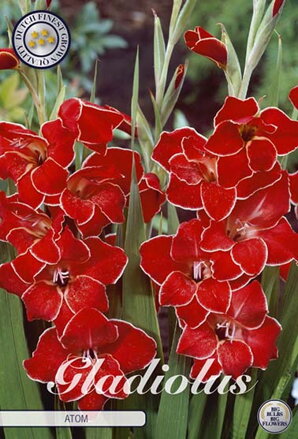 Gladiola nanus  Atom 