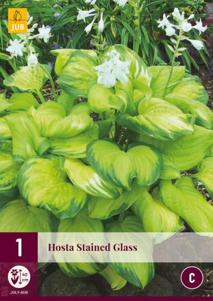 Hosta Funkia Stained Glass    