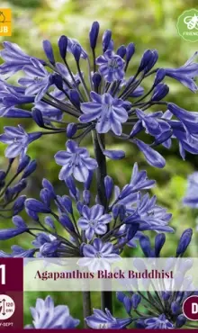 Agapanthus Agapant Black Buddhist