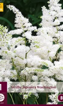 Astilbe spiraea Astilba biela  