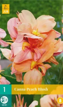 Canna Kana  Peach Blush