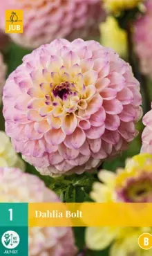 Dália Georgína Bolt